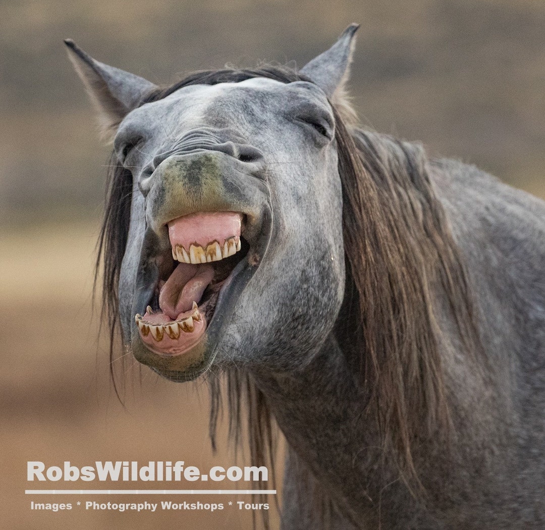 Smiling Horse Photography Print, Wild Horse Photography, Gray Horse, Robs  Wildlife, Equine, Horse Lovers, Horse Wall Art, Horse Home Decor - Etsy  Ireland