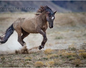 Wild Horse Unicorn, Brown Horse, Horse Photography, Rob's Wildlife, Gifts for Horse Lovers, Horse Home Decor, Western Horse Art