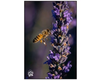 BEEutiful, Honey Bee next to Lavender Flower, Peaceful Flower Art, Nature Photography, Flower Fine Art, Macro Photography, Rob's Wildlife