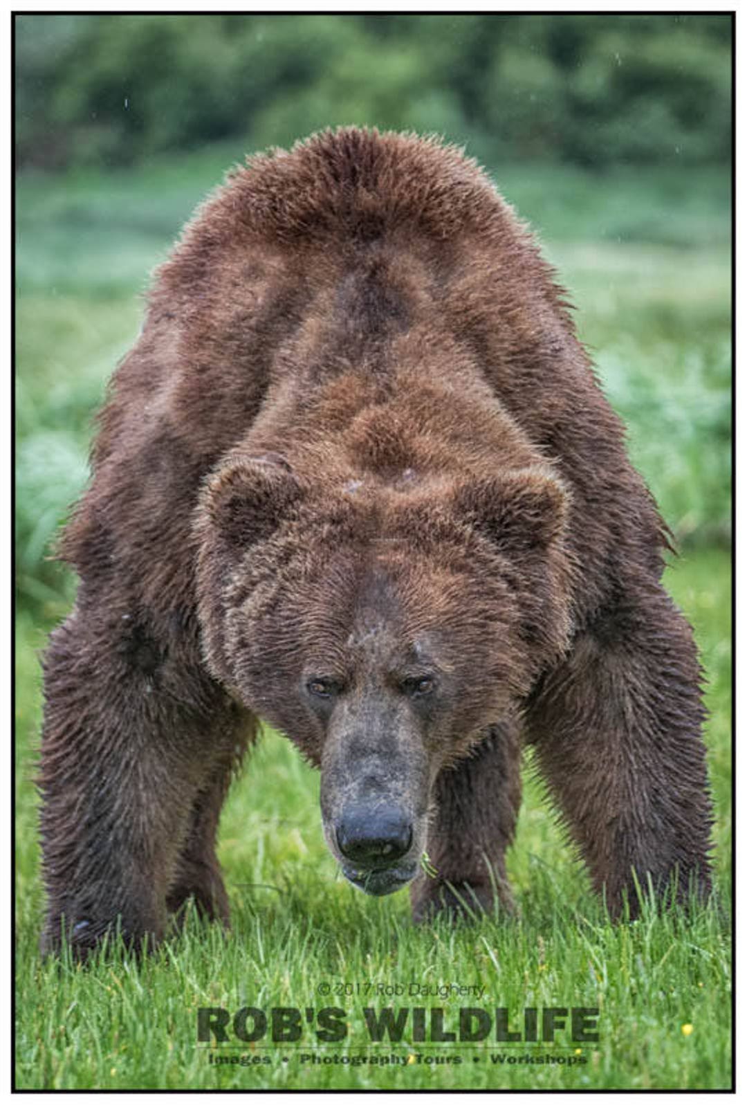 Turkish Brown Bear Cub Gets High on Mad Honey, Nature and Wildlife