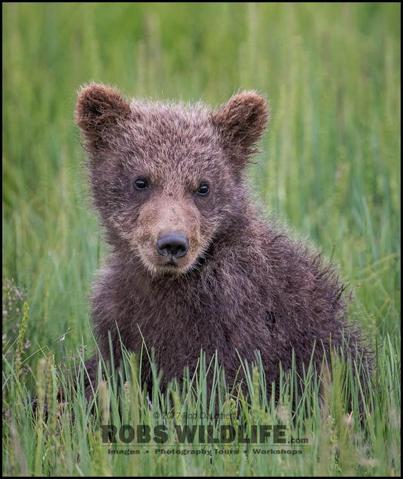 Turkish Brown Bear Cub Gets High on Mad Honey, Nature and Wildlife