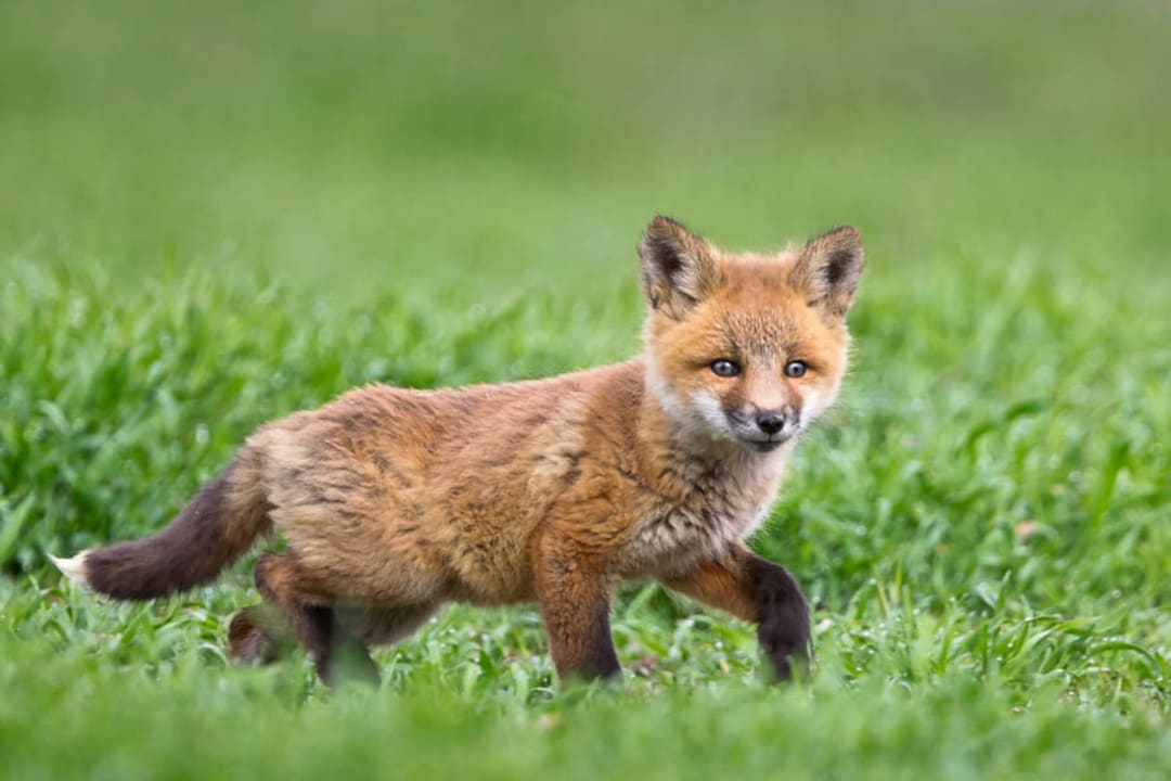 cute baby red foxes