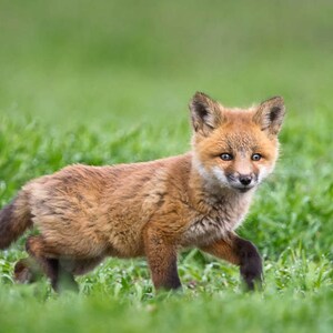 Red Fox Kit, Baby Fox Photography Print, Fox Images, Wildlife Photography, Fox Art, Nature Photography, Animal Photography, Rob's Wildlife image 1