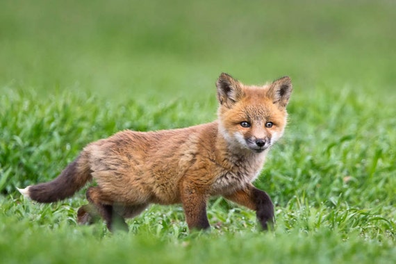 Kit de renard roux, impression de photographie bébé renard, renard Images,  photographie de la faune, Fox Art, photographie de Nature, photographie