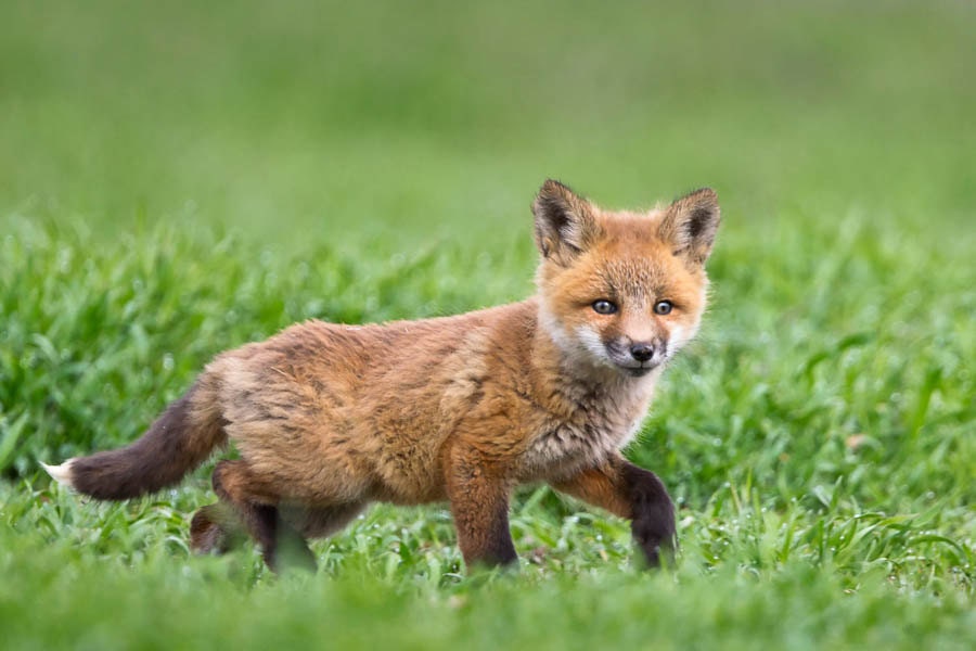 Red Fox Kit, Baby Fox Photography Print, Fox Images, Wildlife Photography,  Fox Art, Nature Photography, Animal Photography, Rob's Wildlife 