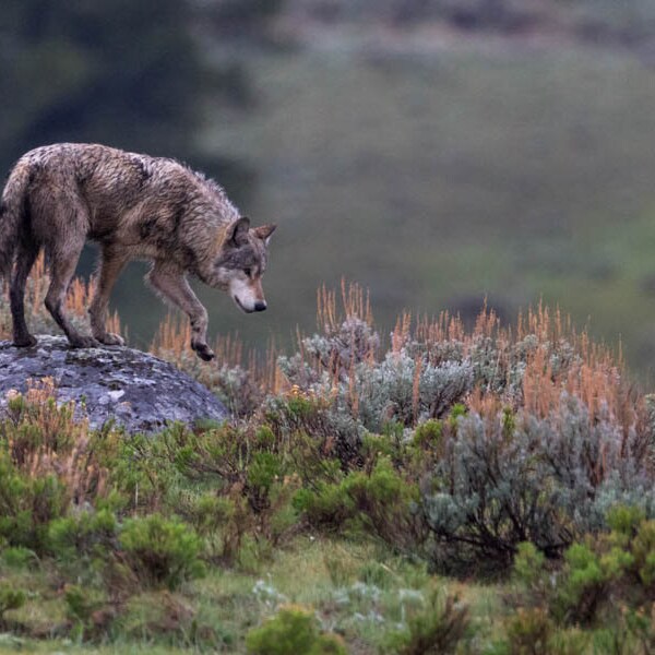 Gray Wolf, Wildlife Photography, Fine Art, Nature Photography, Animal Photography, Rob's Wildlife, Epic Wildlife Adventures