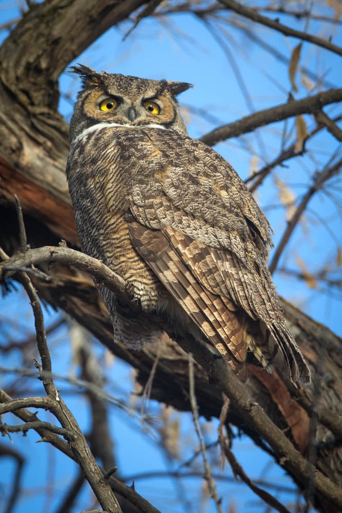 Great Horned Owl, Owl Portrait, Owl Photography Print, Owl Art, Owl ...