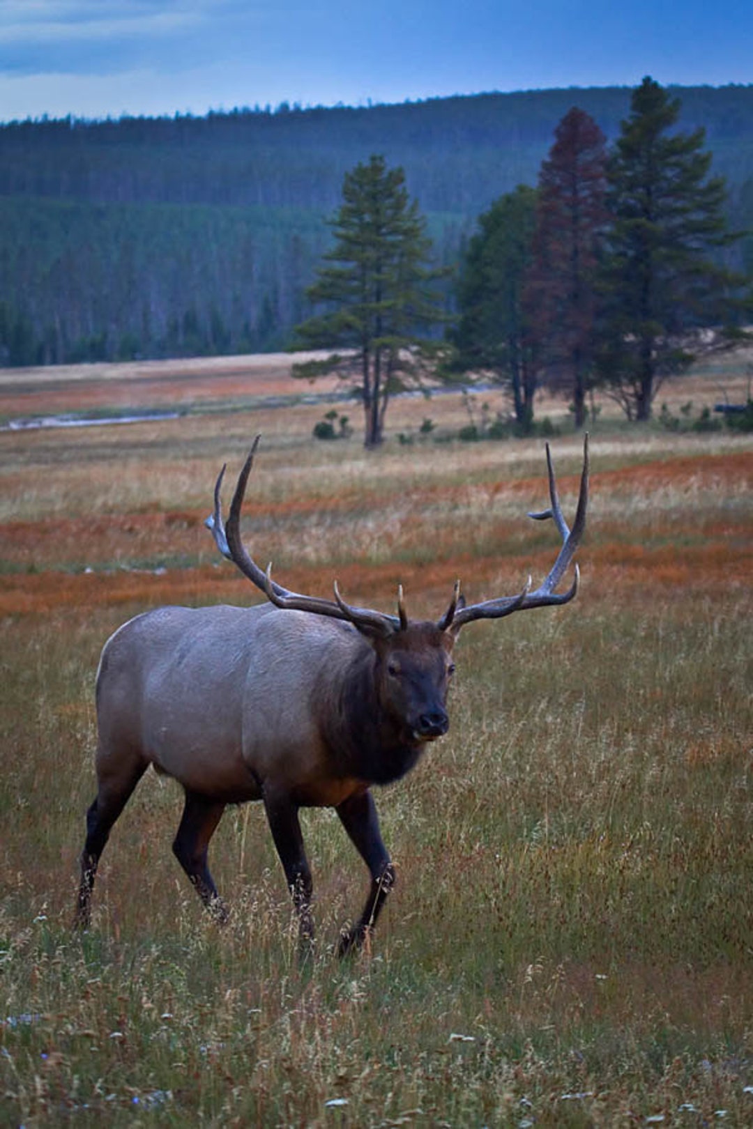 Bull Elk Photography Print, Elk Man Cave Art, Large Elk Photograph, Elk