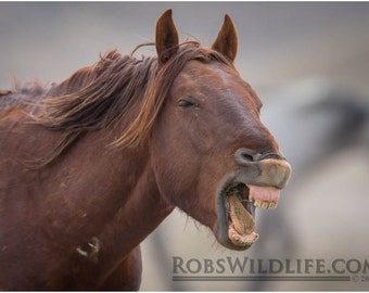 Smilling Brown Horse Photography Print, Horse Photography, Rob's Wildlife, Horse Lovers, Horse Wall Art, Funny Animals, Western Home Decor