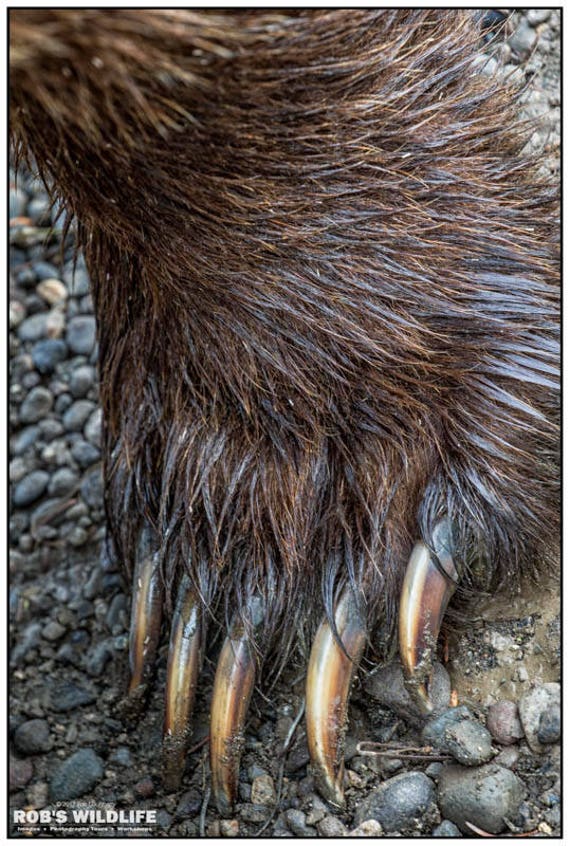 Alaska Brown Bear Paw Wildlife Photography Coastal Brown Etsy