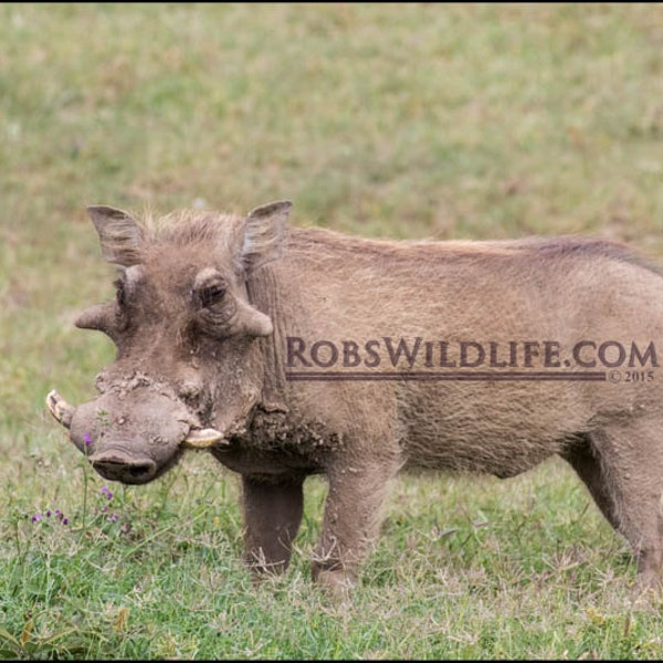 Fierce Warthog Photography Print, Wildlife Art, Africa Animals Fine Art, Animal Photography, Rob's Wildlife, African Safari, Africa Tour