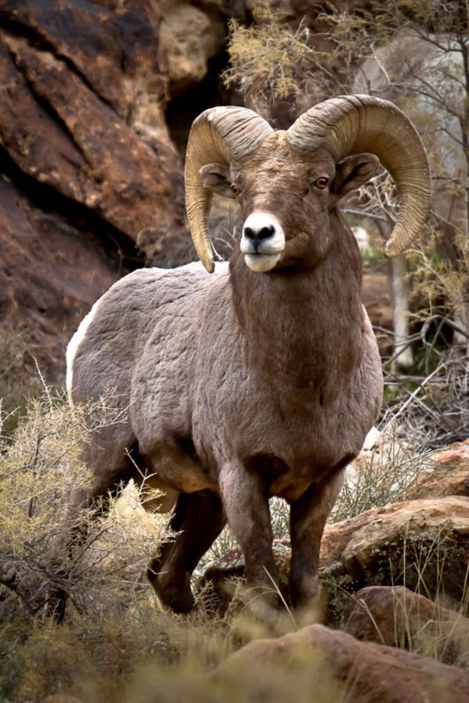 Utah Ram Druck Rocky Mountains Bighorn Schafe Kunst Schafe | Etsy