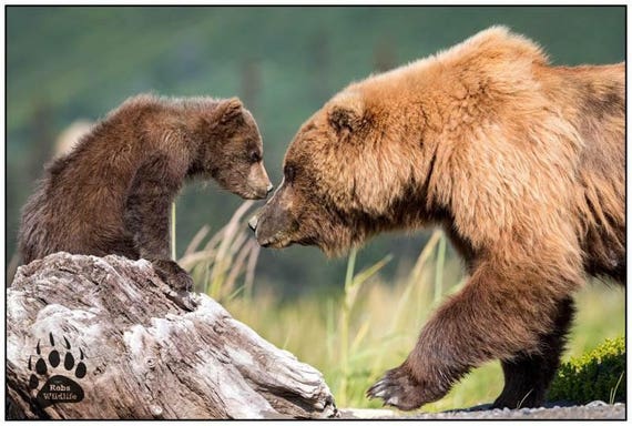 BABY BEAR KISSES,- Mama Bear and Baby Bear - Cute Baby Bear Cub Photos -  Bear Wall Art - Bear Lover Gifts - Bear Wall Art - Nursery Wall Art