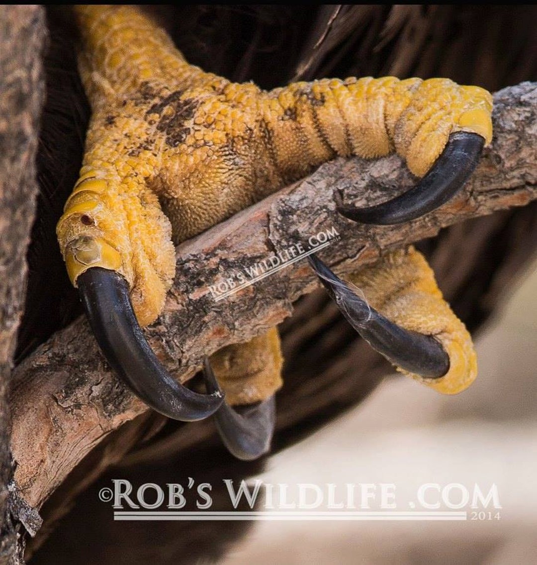 American Bald Eagle Talons, Talons Photography Print, Eagle Talon Images,  Eagle Claws Wall Decor, Bird Photography, Rob's Wildlife -  Finland