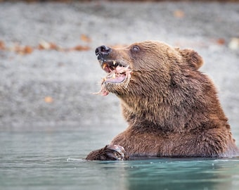 Coastal Brown Bear Eating, Wildlife Photography, Fine Art, Nature Photography, Animal Photography, Rob's Wildlife, Epic Wildlife Adventures