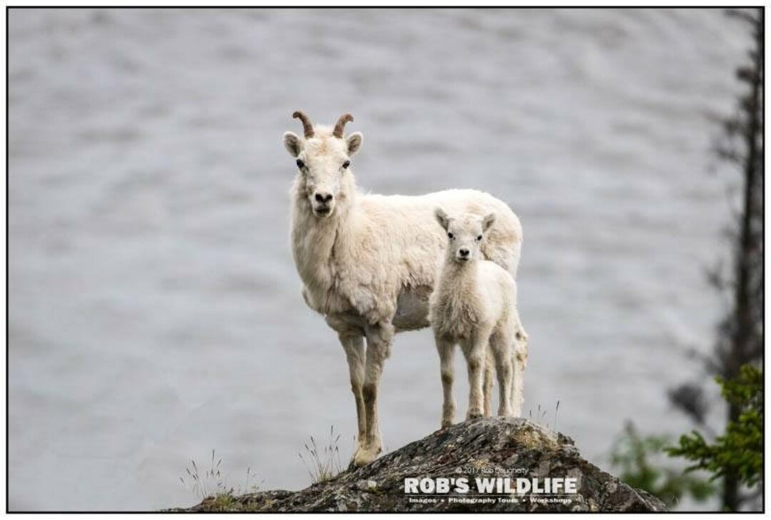Mom and Baby Dall Sheep Alaska Sheep Sheep Photography - Etsy New Zealand Mom and Baby Dall Sheep Alaska Sheep Sheep Photography - Etsy New Zealand