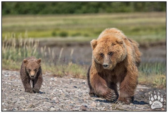 Mama And Baby Bears Strolling Down The Beach Baby Bear Cubs Etsy Mama And Baby Bears Strolling Down The Beach Baby Bear Cubs Etsy