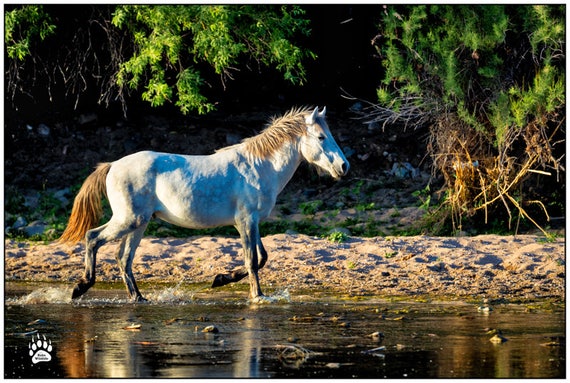 White Wild Mustang Equus White Stallion Horse Photography Etsy
