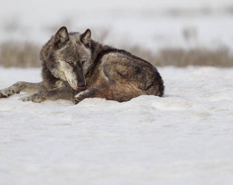 Yellowstone Gray Wolf Photography Print, Wolf Photography, Wolf Art, Wolf Photos, Wolf Decor, Wolf Wall Art, Wolf Wall Decor, Rob's Wildlife