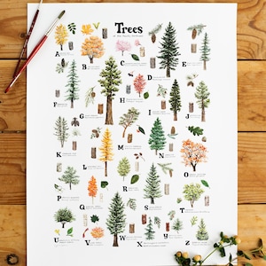 ABC Drzewa Północno-Zachodniego Pacyfiku Druk / Alfabet Drzew Druk / Akwarela Rośliny rodzime Druk Giclee