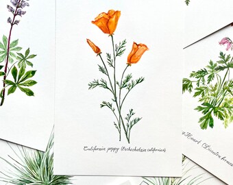 California poppy, Original Watercolor