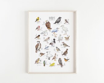 ABC Birds of the Pacific Northwest Print / Birds Alphabet Giclee Print