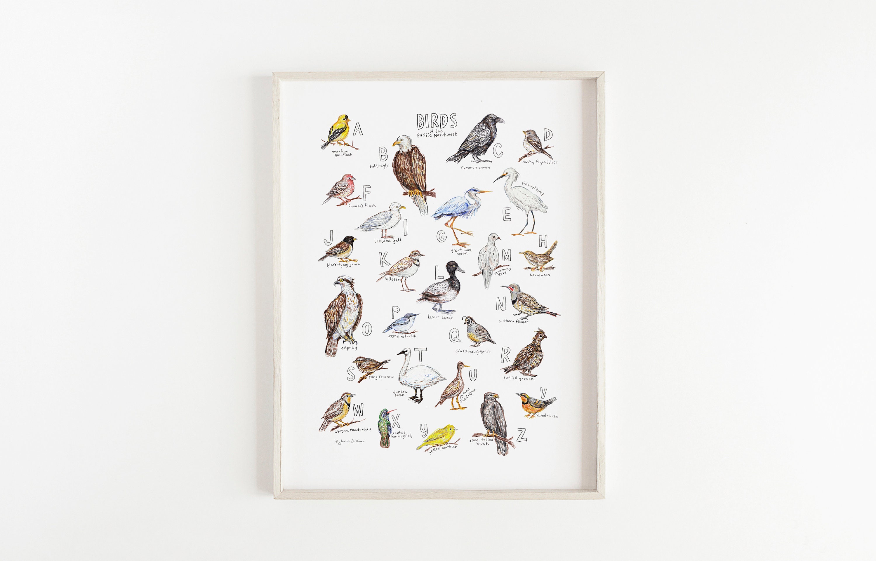 ABC Birds of the Pacific Northwest Print / Birds Alphabet Giclee Print ...