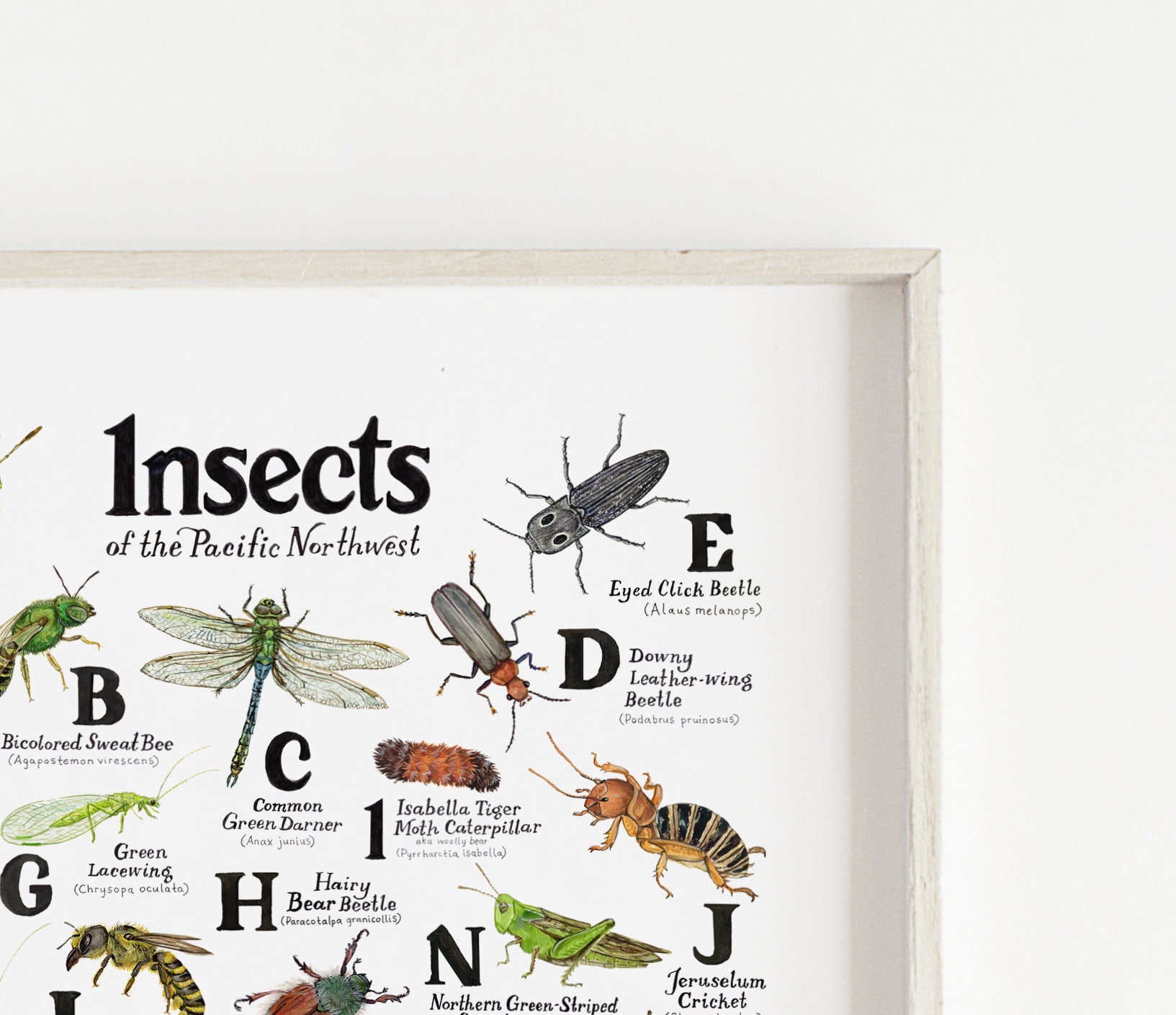 ABC Insects of the Pacific Northwest Poster / Alphabet Bugs Fine Art ...