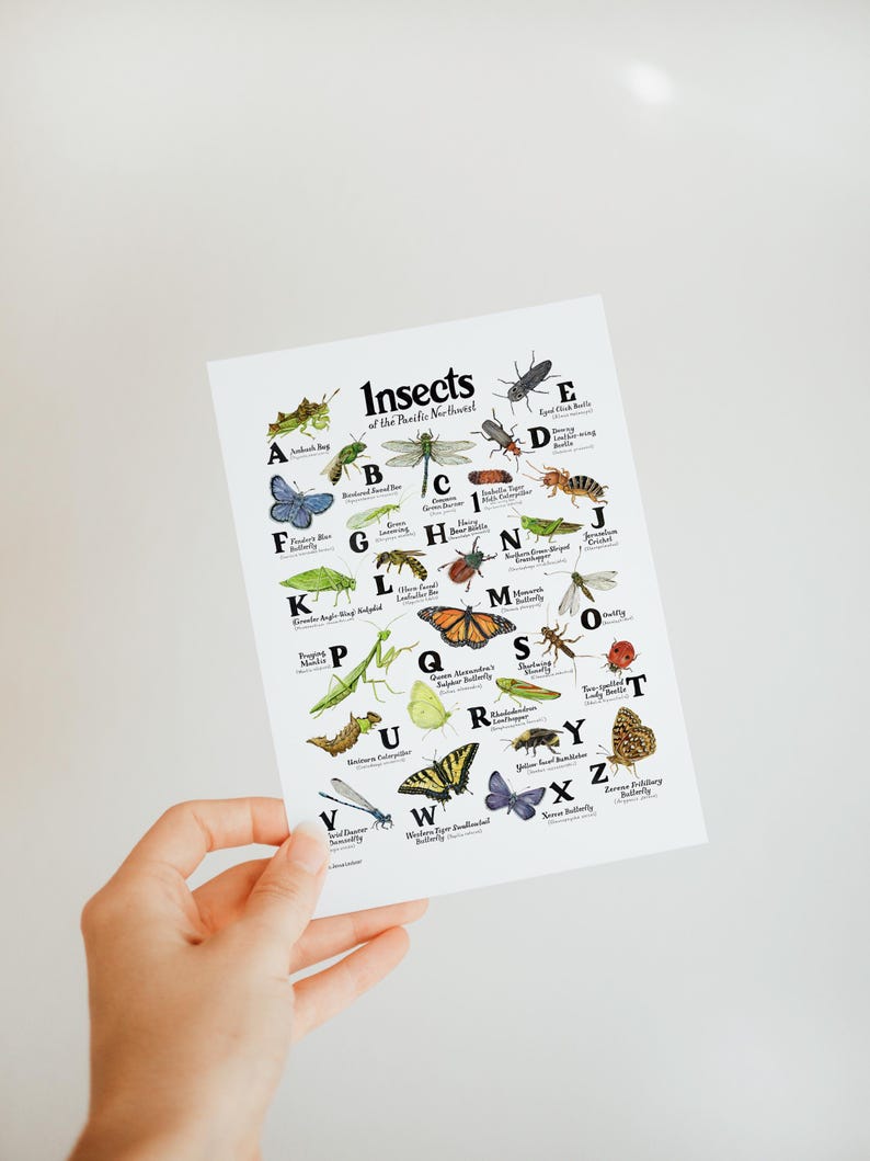 ABC Insects of the Pacific Northwest Blank Greeting Card Set of 5 ...