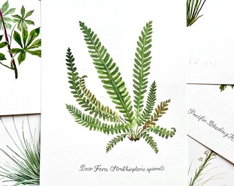 Deerfern, acuarela original