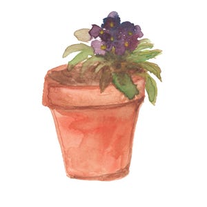 May include: A watercolor painting of a potted plant with purple flowers. The pot is terracotta and the plant has green leaves.