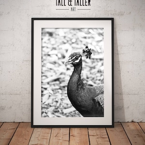 Póster de pavo real real, impresión de animal, arte mural imprimible, impresión de safari, fotografía en blanco y negro, pájaro, descarga digital instantánea, pavo real