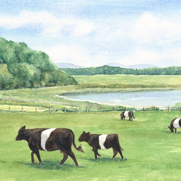 Belted Galloway Cow Art Print, Black & White Oreo Cows, Rockport, Maine Landscape Painting, Original Watercolor Painting, Farmhouse Decor