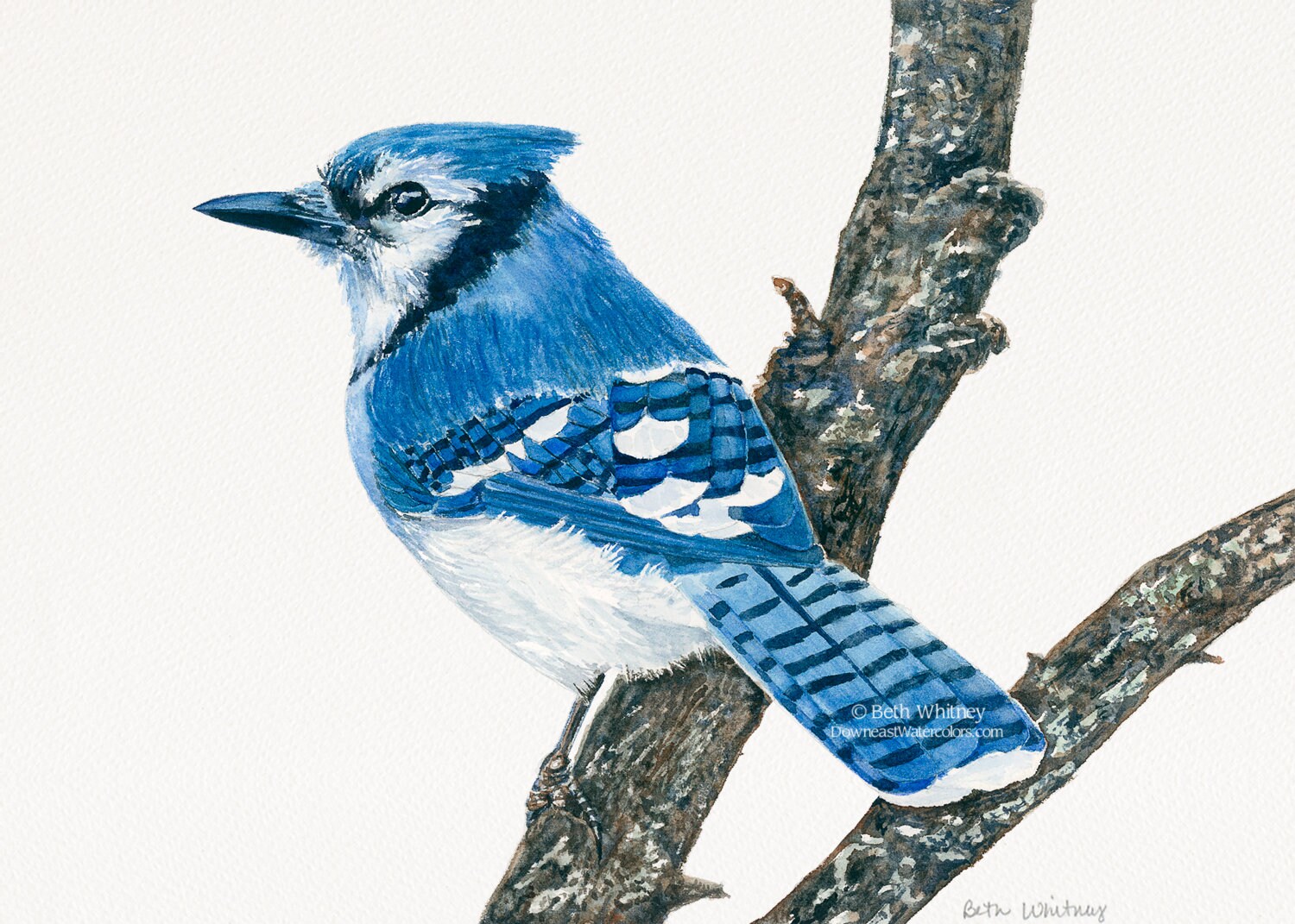 Blue Jay Print Watercolor Bird Art Realistic Bird Painting Etsy