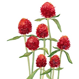 Pincushion Flower Painting, Red Scabiosa Watercolor Flowers Wall Art, Red White Kitchen Art, Housewarming Gifts
