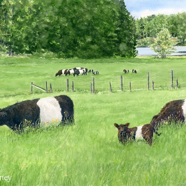 Belted Galloway Cows, Rockport Maine Painting, Black & White Belties Cow Gifts, Spring Green Wall Art, Farmhouse Decor