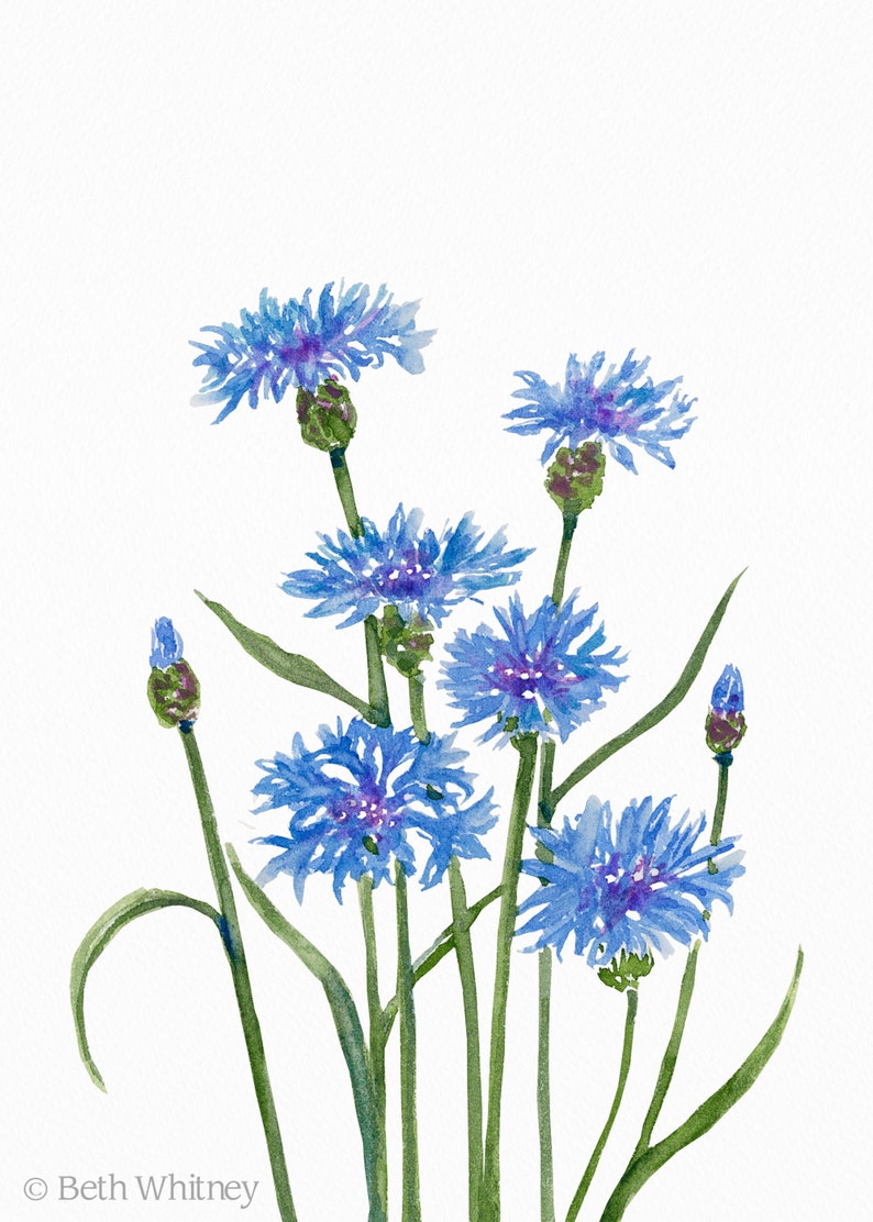 Bachelor's Buttons Art Print Blue Cornflower ALS Flower Etsy