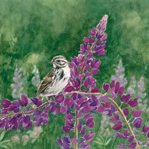 Maine Lupine Art Watercolor Print, Song Sparrow Bird Painting, Gift for a Birder, Green & Purple Landscape Art, Nature Inspired Art