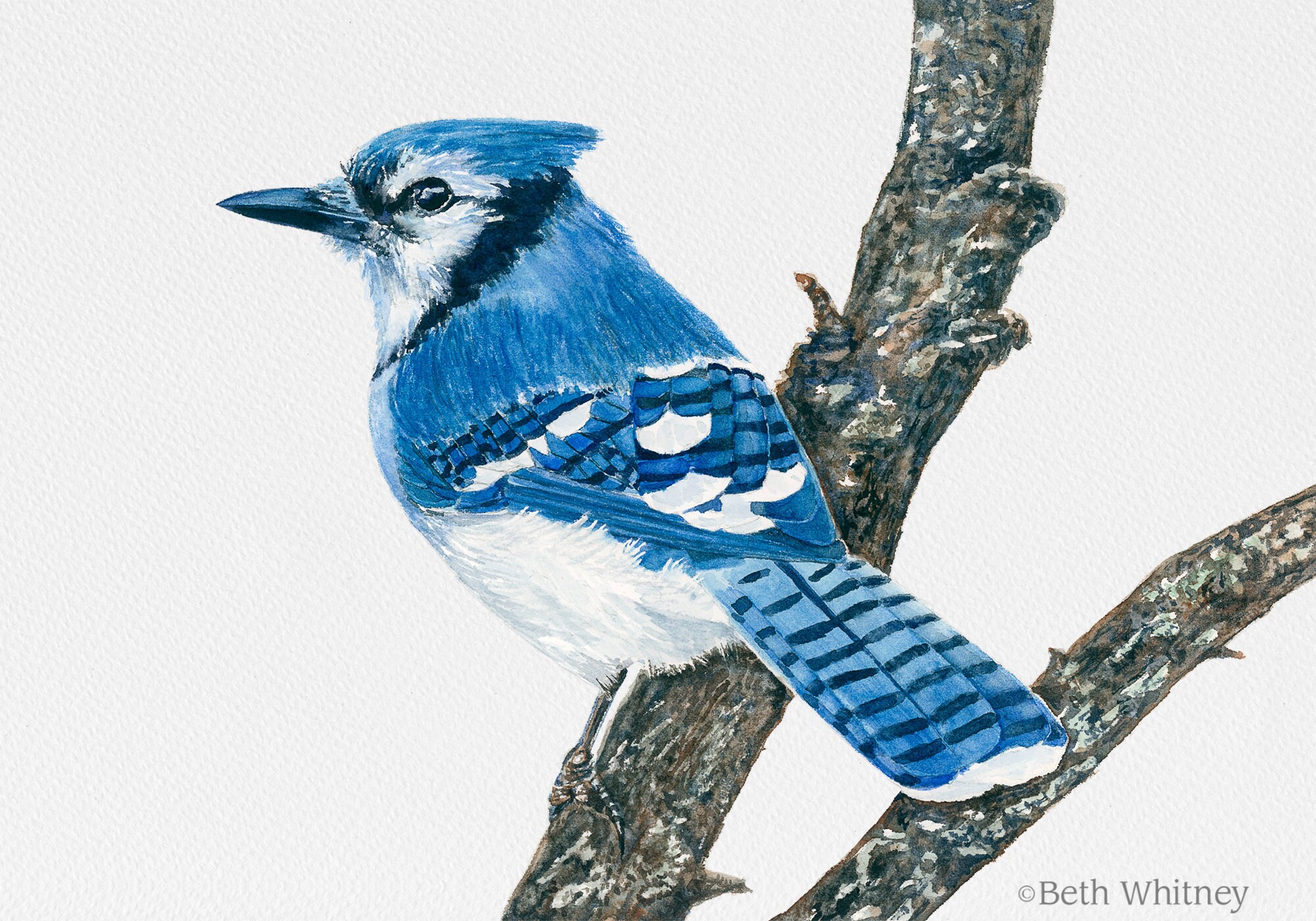 Blue Jay Print Watercolor Bird Art Realistic Bird Painting Etsy Belgie