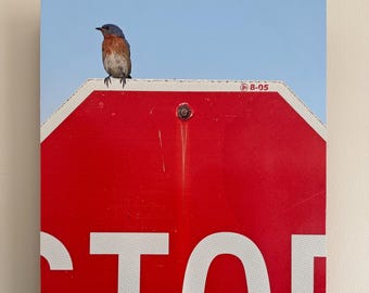 Bluebird on Stop Sign photograph mounted on wood panel