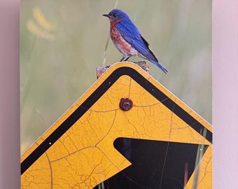Bluebird on sign photograph mounted on wood panel