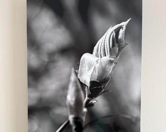 Hickory Tree Leaf Bud B&W photograph mounted on wood panel