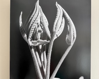Hickory Tree Leaf Bud Unfurling B&W photograph mounted on wood panel