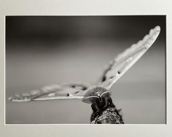 Moth-Photo printed on archival photo paper