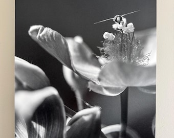 Black and White Little Bee on Flower photograph mounted on wood panel