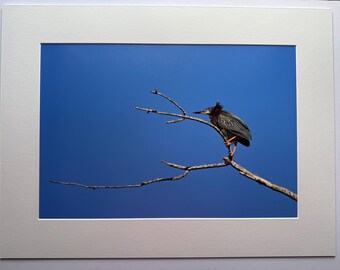 Green Heron-‘In the Wind’ -Photo printed on archival photo paper