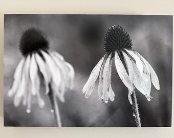 Morning Dew Drips on Flowers B&W photograph mounted on wood panel