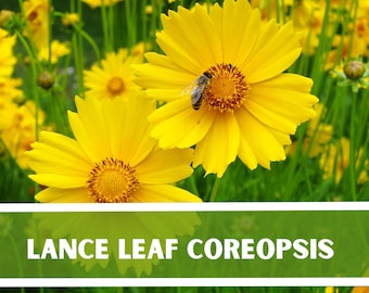 Lance Leaf Coreopsis - 50 Seeds - non gmo