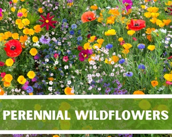 PERENNIAL Wild Flower Mix Pollinator Garden Heirloom Non-GMO 150+ Seeds