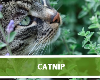 Catnip Herb Heirloom Seeds - Non GMO, Cat Grass, Open Pollinated, Pet Friendly